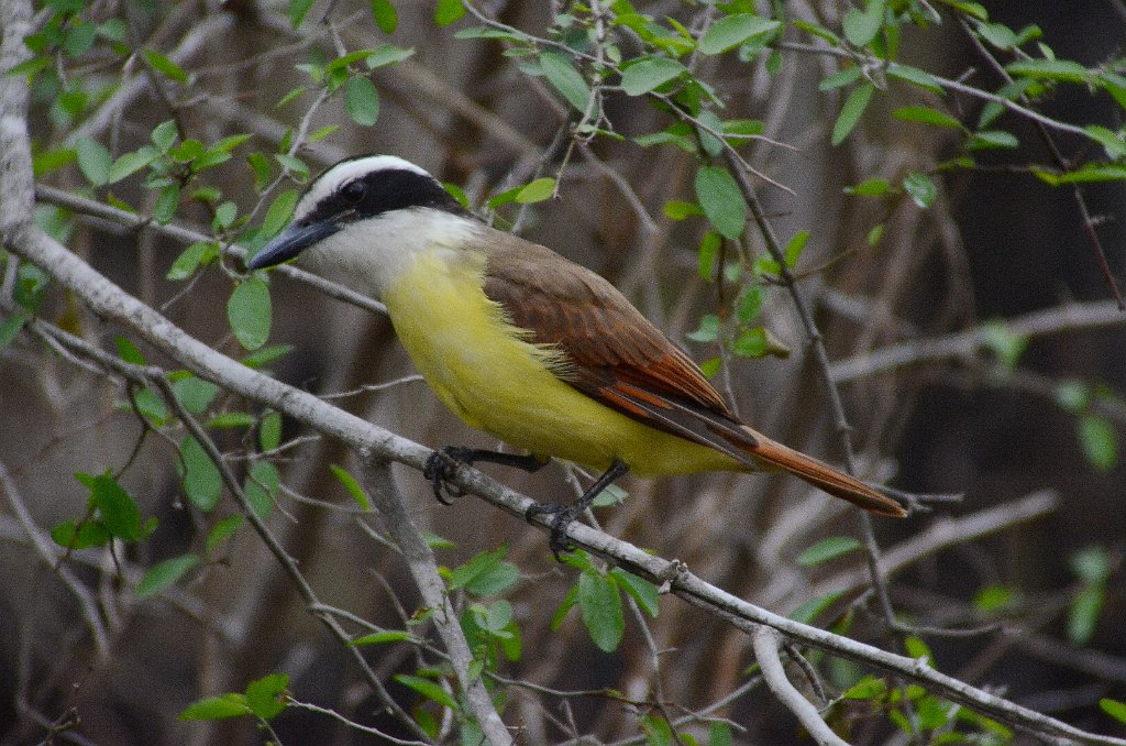 Flycaatcher, Great Kiskadee, 2013-01095244 Bentsen Rio Grande Valley State Park, TX.JPG - Great Kiskadee. Bentsen Rio Grande Valley State Park, TX, 1-9-2013